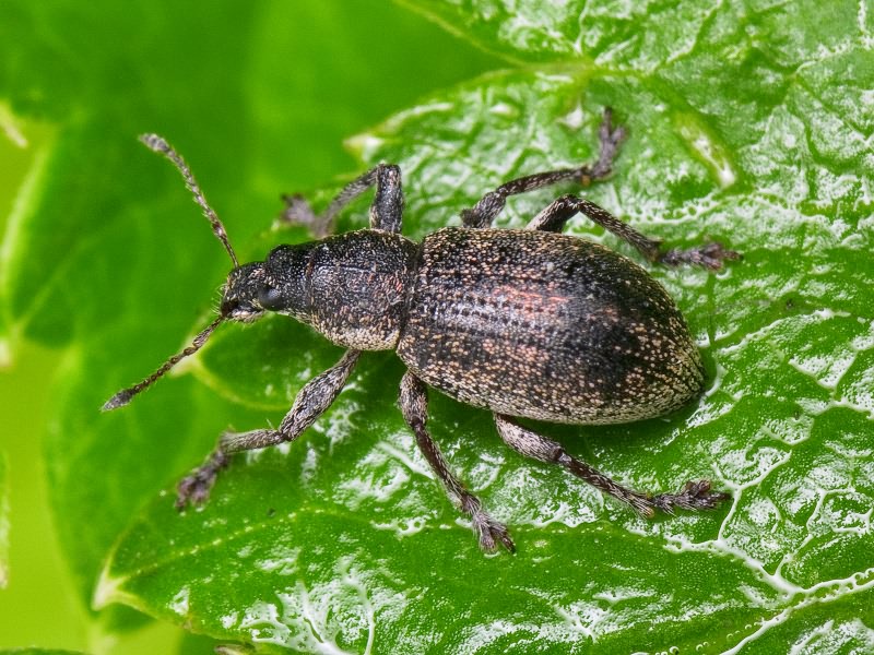 Sciaphobus squalidus (Gyllenhal, 1834)